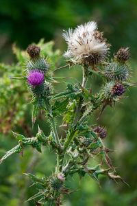 Close-up of thistle plant growing outdoors