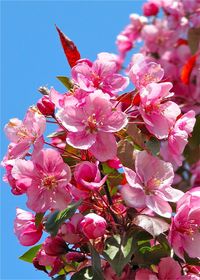 Close-up of pink flowers
