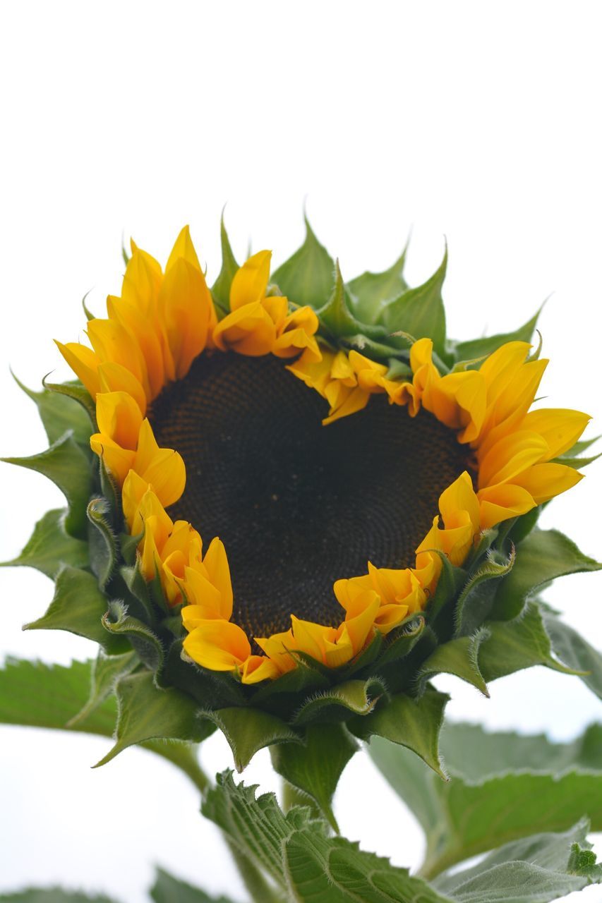 CLOSE-UP OF YELLOW FLOWERING PLANT