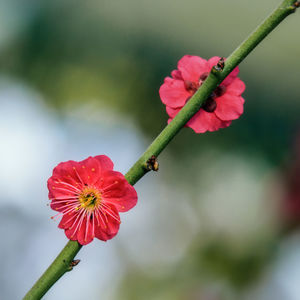 Close-up of red poppy blooming on plant