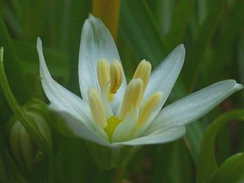 Close-up of white flowers blooming outdoors