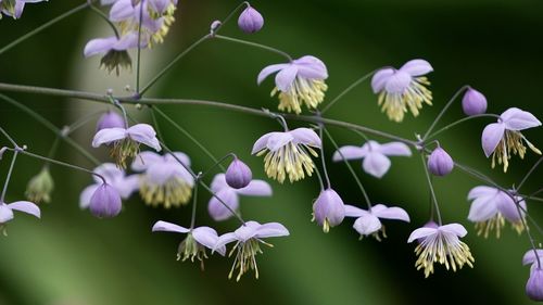 Close-up of purple flowering plants