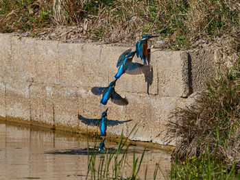 Sequence of 5 photos of a kingfisher coming out of the water, albufera de valencia, spain