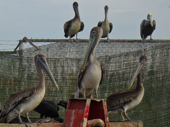 Flock of birds perching on the ground