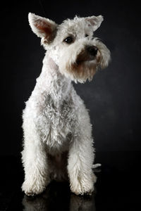 Portrait of white dog against black background