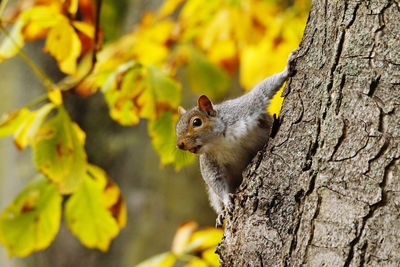 Close-up of squirrel on tree trunk