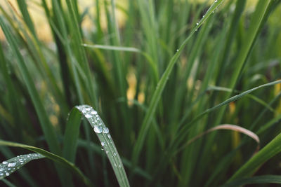 Close-up of raindrops on grass