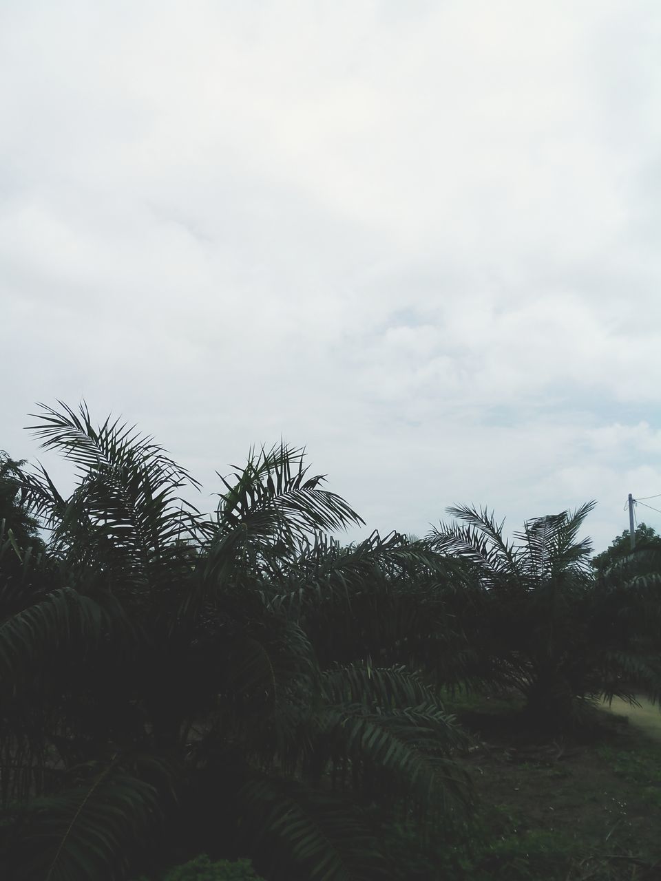 sky, tranquility, tranquil scene, field, landscape, tree, growth, nature, scenics, cloud - sky, beauty in nature, rural scene, agriculture, plant, grass, silhouette, cloud, cloudy, outdoors, no people