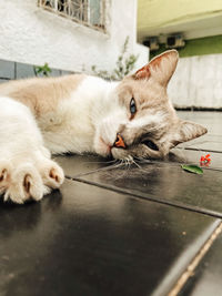 Close-up of a cat lying on floor