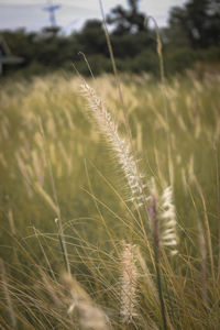 Close-up of stalks in field