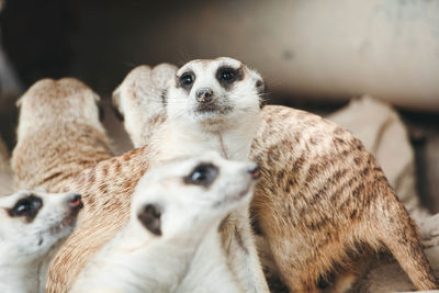 Close-up of sheep sitting