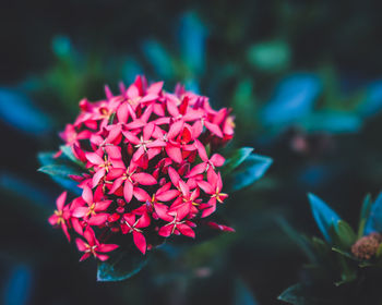 Close-up of pink flowering plant