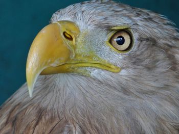 Extreme close-up of bald eagle