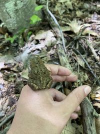 Midsection of person holding toad