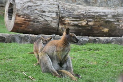 Kangaroo sitting in a field