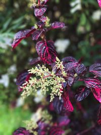 Close-up of purple flowers