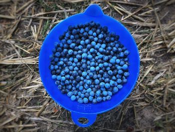 High angle view of blue berries on field