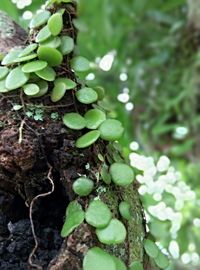 Close-up of plant growing outdoors