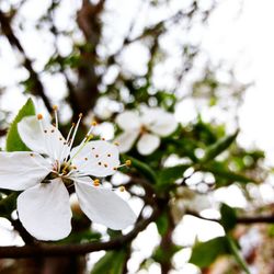 Close-up of white cherry blossoms in spring