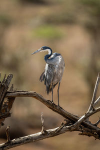 Grey heron