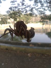 Close-up of leaves against sky