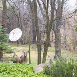 Trees growing in park