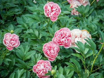 Close-up of pink rose blooming outdoors