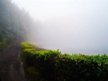 Trees in foggy weather