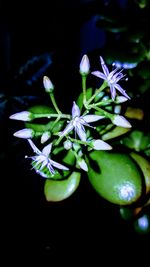 Close-up of flowers in bloom