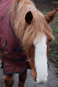 Close-up of a horse