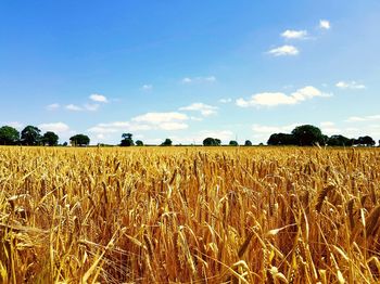 Wheat farm against sky during sunny day