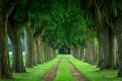 Panoramic view of trees on landscape