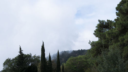 Low angle view of trees against sky