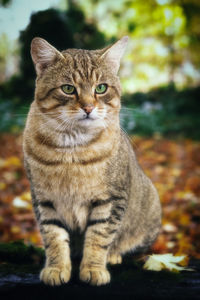 Close-up portrait of cat sitting outdoors