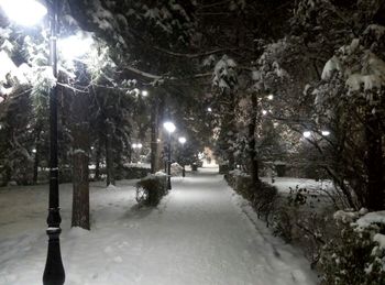 Trees in winter at night