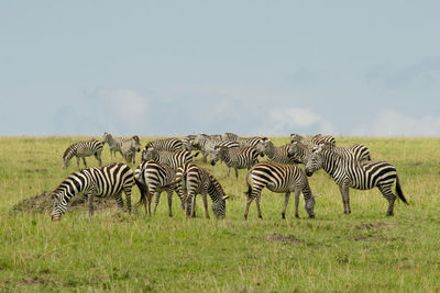 Zebras standing on grassy land against sky