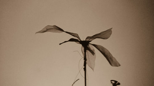 Close-up of flower against clear sky