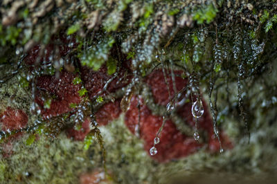 Close-up of water drops on plant