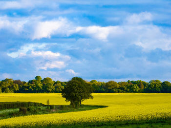 Scenic view of agricultural field against sky