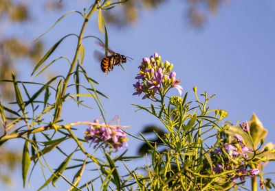 Bee pollinating flower