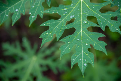 Close-up of raindrops on leaves