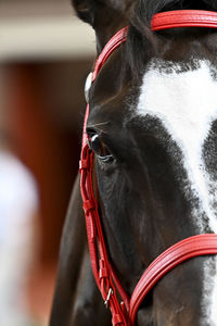 Close-up of horse