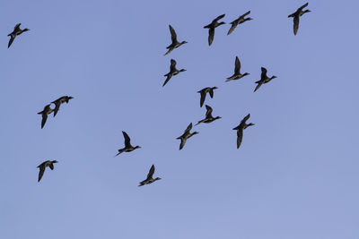 Low angle view of birds flying against clear sky