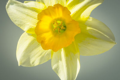 Close-up of yellow flower against white background