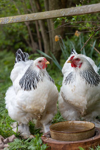 Close-up of chicken on field