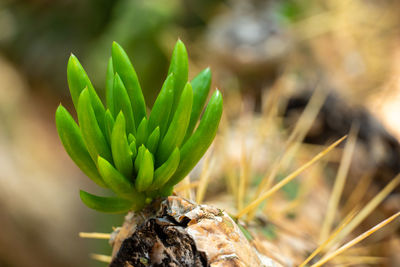 Close-up of plant growing on field