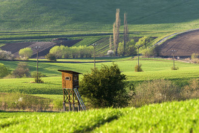 Scenic view of agricultural field