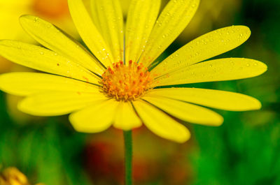 Close-up of water on yellow flower