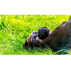 Dog relaxing on grassy field