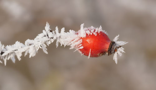 Close-up of frozen berries